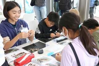 煮干しを解剖して耳石を探す子どもたち＝明石市中崎１