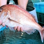 赤く色づいた紅葉鯛＝明石市岬町