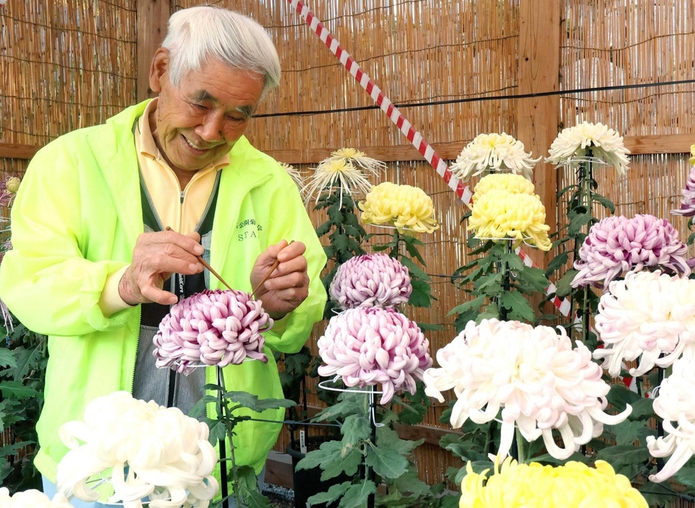 【ペア】【対】菊花石　C76 岐阜県根尾谷産 菊花石