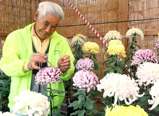 キクの手入れをする西海喜明さん＝県立明石公園
