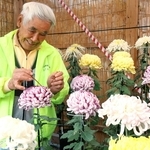 キクの手入れをする西海喜明さん＝県立明石公園