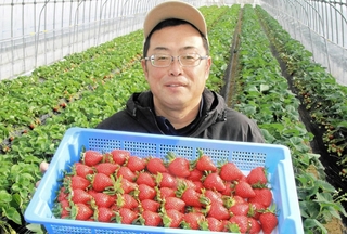 清水いちごをＰＲする橋本竜介さん＝明石市魚住町清水