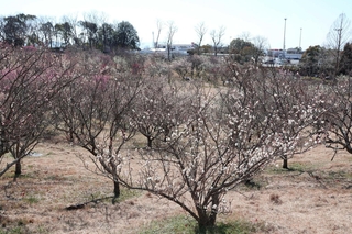 明石サービスエリアに隣接する梅林＝明石市大久保町松陰（撮影・森　信弘）