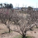 明石サービスエリアに隣接する梅林＝明石市大久保町松陰（撮影・森　信弘）