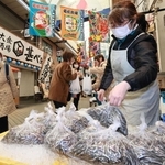 魚の棚商店街の鮮魚店に並ぶシンコ＝明石市本町１、藤永（撮影・鈴木雅之）