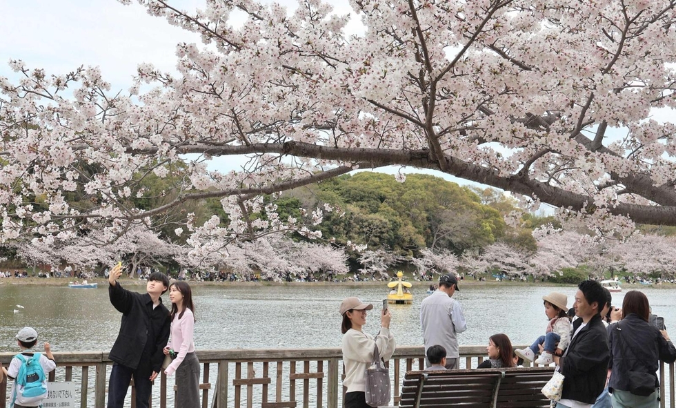 名所100選の桜、咲き誇る 明石公園で満開、剛ノ池周辺を中心に見頃