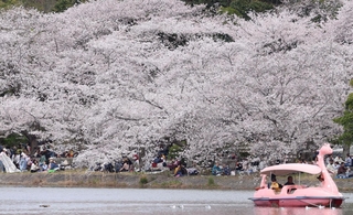 ボートが浮かぶ剛ノ池の周りに咲いた桜＝県立明石公園