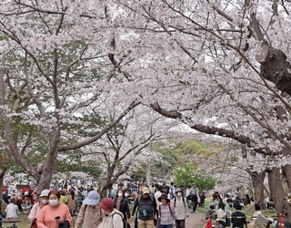 多くの人でにぎわう剛ノ池周辺＝県立明石公園