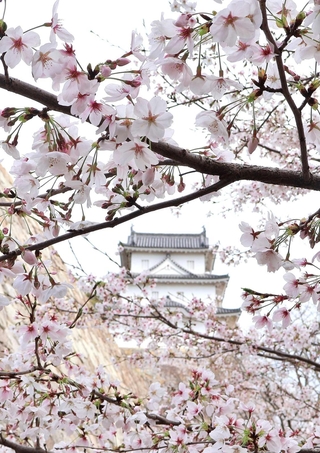 開花が進んだ桜＝県立明石公園