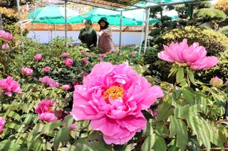 ボタンの花が彩る庭＝明石市魚住町西岡