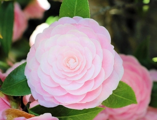 ツバキの花も美しく咲く＝明石市魚住町西岡