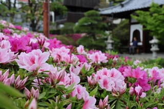 甘い香りを漂わせるヒラドツツジ＝明石市上ノ丸１