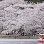 ボートが浮かぶ剛ノ池の周りに咲いた桜＝県立明石公園