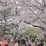 多くの人でにぎわう剛ノ池周辺＝県立明石公園