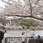 多くの人でにぎわう剛ノ池周辺＝県立明石公園