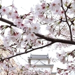 開花が進んだ桜＝県立明石公園