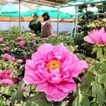 ボタンの花が彩る庭＝明石市魚住町西岡