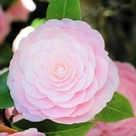 ツバキの花も美しく咲く＝明石市魚住町西岡