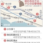 明石市内でのサルの目撃情報