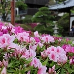 甘い香りを漂わせるヒラドツツジ＝明石市上ノ丸１