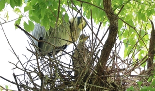 巣の外を見るアオサギのひなと見守る親鳥＝県立明石公園