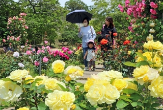 色とりどりのバラが華麗に咲くバラ園＝県立明石公園
