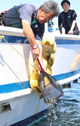 傷つかないようにゆっくりと放流されるイカナゴ＝鹿ノ瀬
