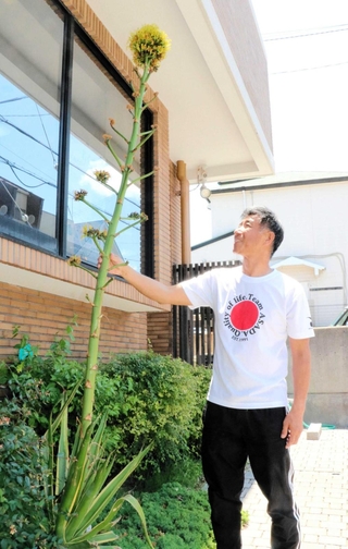 開花したアオノリュウゼツランを見上げる浅田雅之院長＝神戸市西区伊川谷町潤和