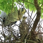 巣の外を見るアオサギのひなと見守る親鳥＝県立明石公園