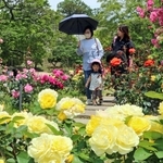 色とりどりのバラが華麗に咲くバラ園＝県立明石公園