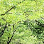 新緑が爽やかな遊歩道＝金ケ崎公園
