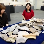 灰原から見つかった須恵器の破片の一部＝魚住文化財収蔵庫
