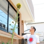 開花したアオノリュウゼツランを見上げる浅田雅之院長＝神戸市西区伊川谷町潤和
