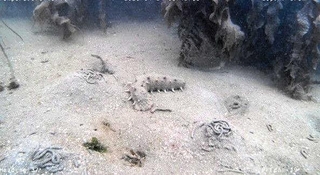 施肥を実施した海底の様子。ナマコ（画面中央）や、ひも状に見えるゴカイのふんなどがある＝２０２６年３月、明石市二見町の沿岸（明石市提供）