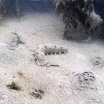 施肥を実施した海底の様子。ナマコ（画面中央）や、ひも状に見えるゴカイのふんなどがある＝２０２６年３月、明石市二見町の沿岸（明石市提供）