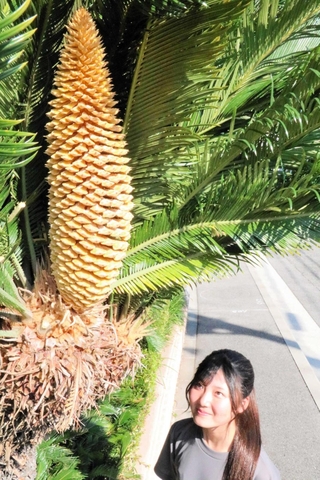 開花したソテツの雄花＝明石市朝霧北町