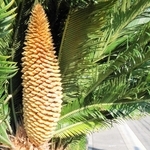 開花したソテツの雄花＝明石市朝霧北町
