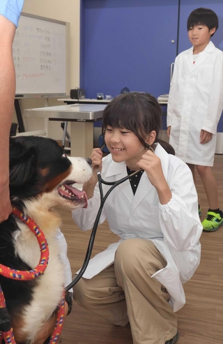 聴診器を使い犬の心音を聴く児童＝明石市大久保町大窪