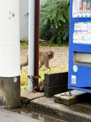 西新町で目撃されたサル（明石市提供）