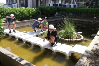 新たにＵ字溝や中島が整備された中庭の池＝清水小学校
