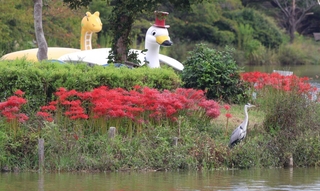 剛ノ池の中島に咲くヒガンバナ＝県立明石公園
