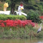 剛ノ池の中島に咲くヒガンバナ＝県立明石公園