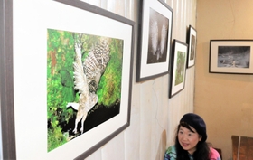 会場には、旅先で出会った動物の写真が数多く展示されている＝尼崎市東難波町５ 