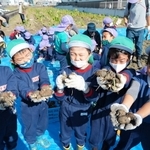 「田能の里芋」の収穫作業を手伝った園児たち＝尼崎市田能６