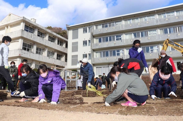 校庭に芝を敷き詰める児童たち＝南あわじ市立沼島小学校