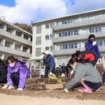 校庭に芝を敷き詰める児童たち＝南あわじ市立沼島小学校