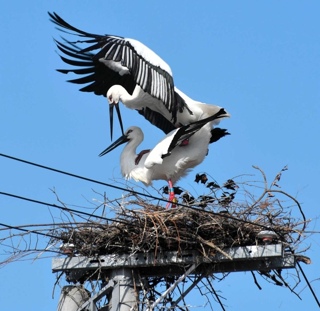 繁殖行動を見せるコウノトリのつがい＝淡路市内