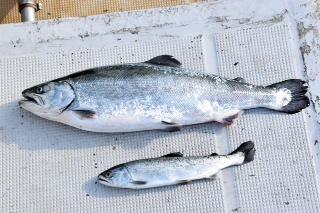 養殖開始から２カ月たったサクラマス。個体によって倍以上の差が出る＝南あわじ市福良