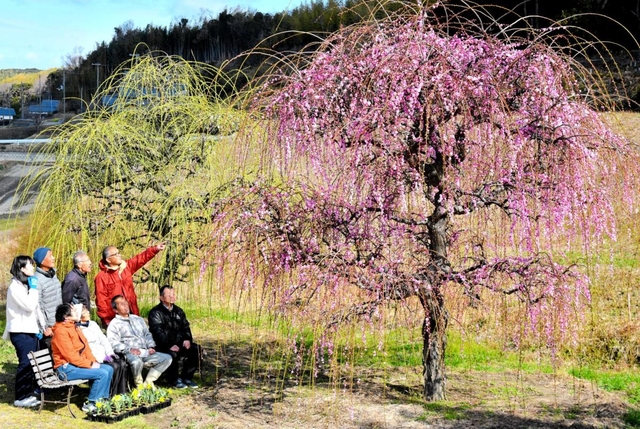 棚田の風景を彩る紅白のしだれ梅。周囲一帯にラッパスイセンが植えられている＝淡路市大町上