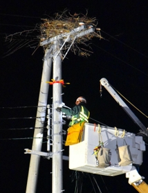 コウノトリが巣を離れる夜間に行われた電線の迂回工事＝淡路市内